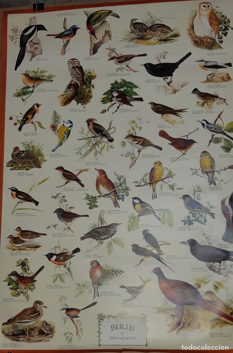 Carteles: POSTER AVES, UK. MAGNIFICO. - Foto 2