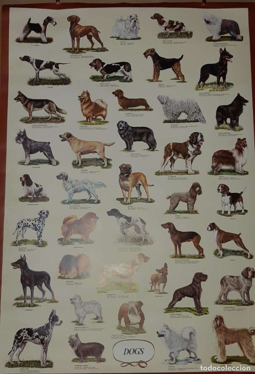 Carteles: POSTER RAZAS DE PERRO, UK. - Foto 1