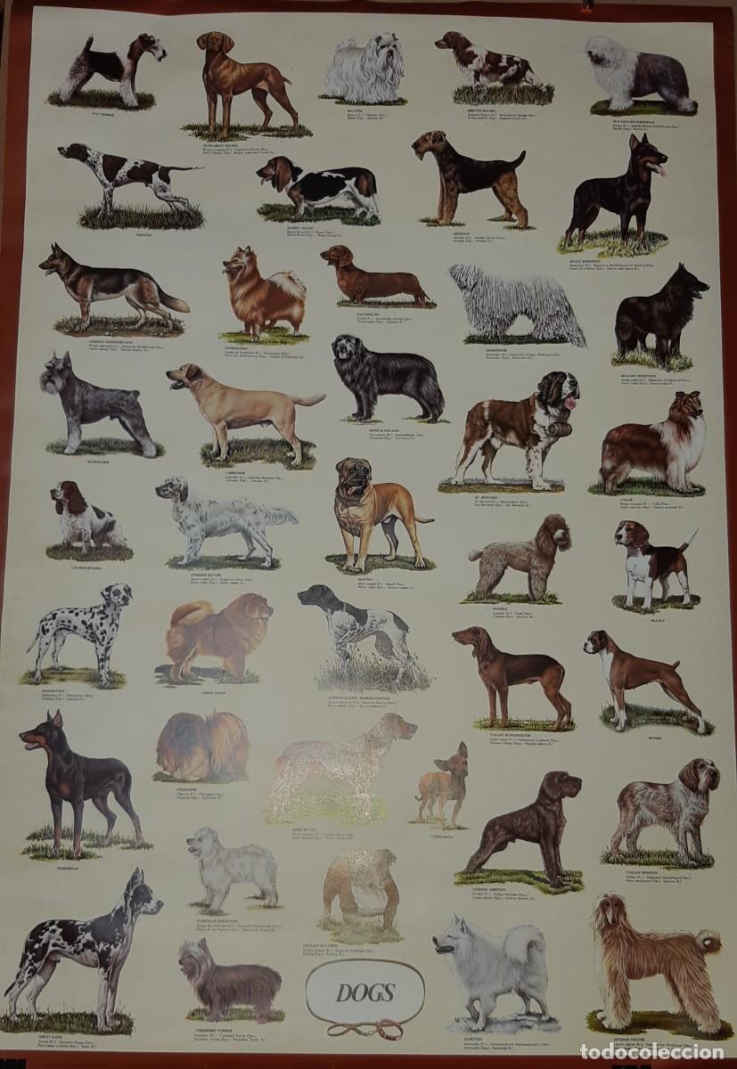 Carteles: POSTER RAZAS DE PERRO, UK. - Foto 2