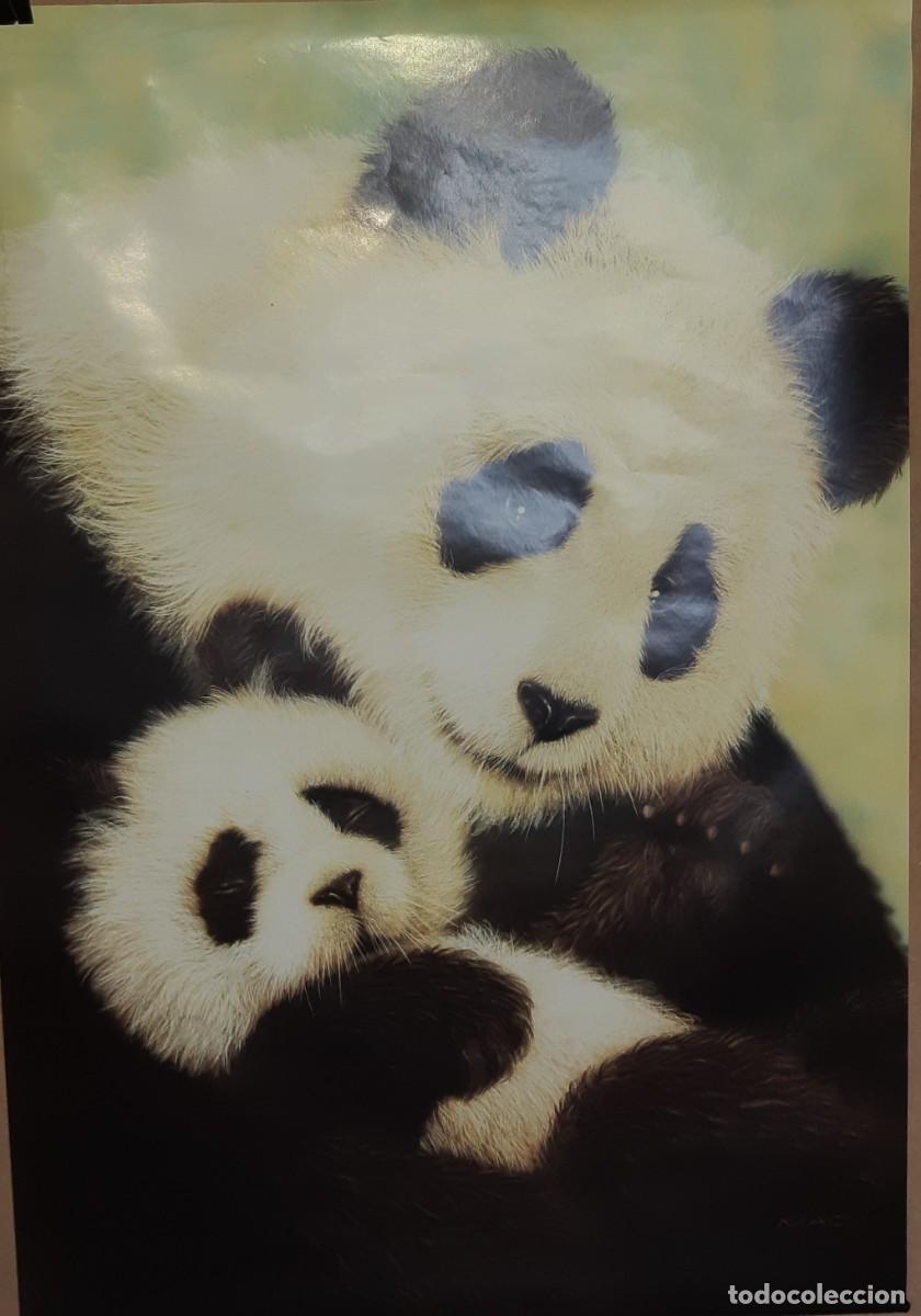 Carteles: POSTER PANDA. - Foto 1