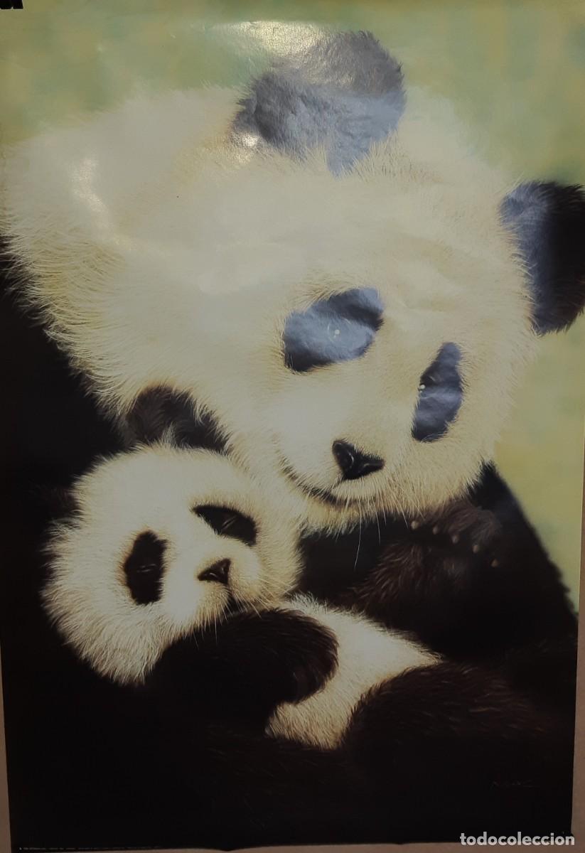 Carteles: POSTER PANDA. - Foto 2