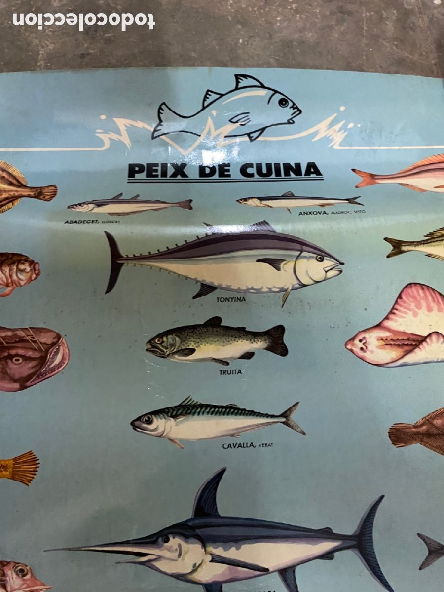Carteles: PEIX DE CUINA 100cmx70cm - Foto 2