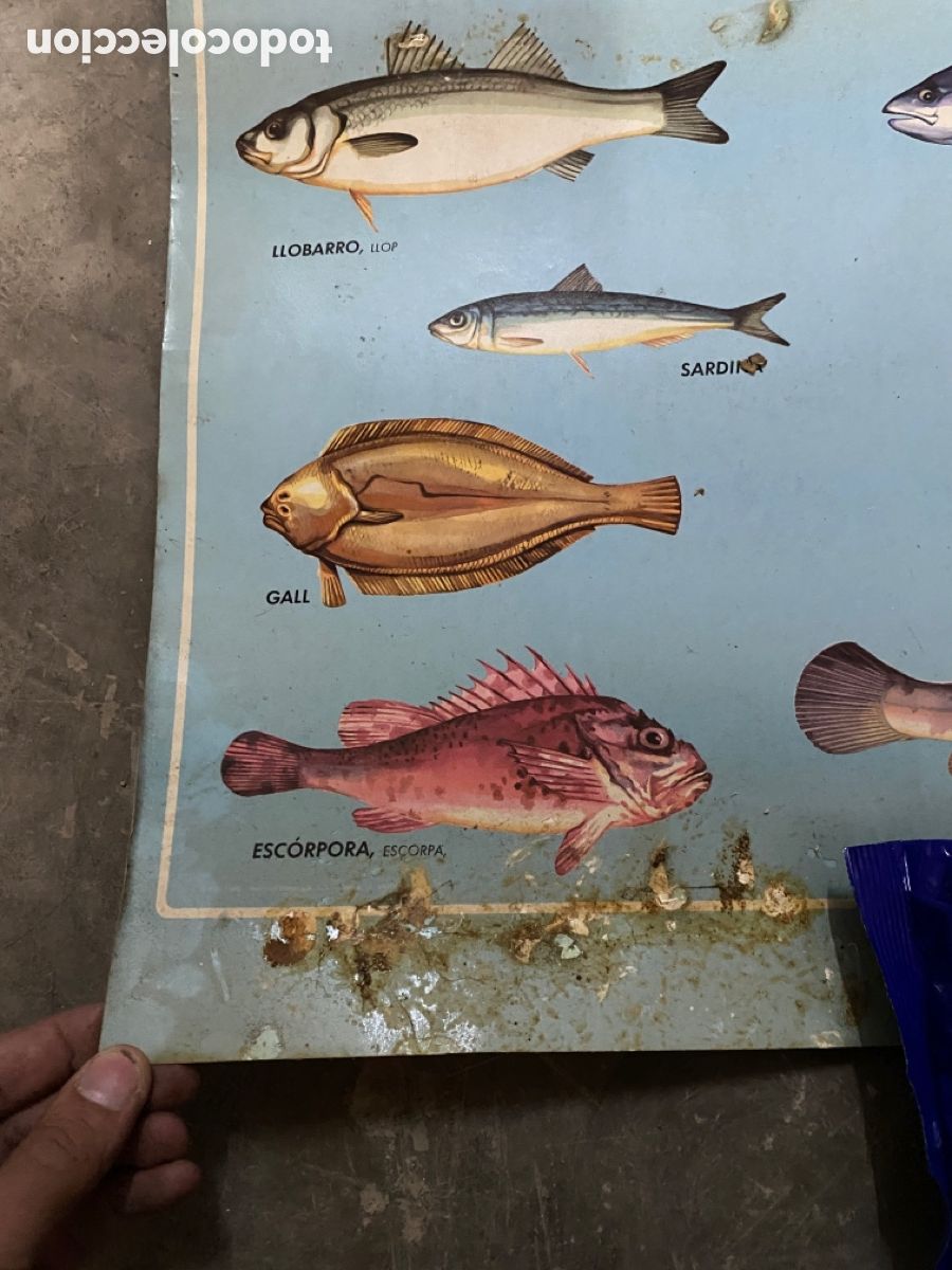 Carteles: PEIX DE CUINA 100cmx70cm - Foto 3