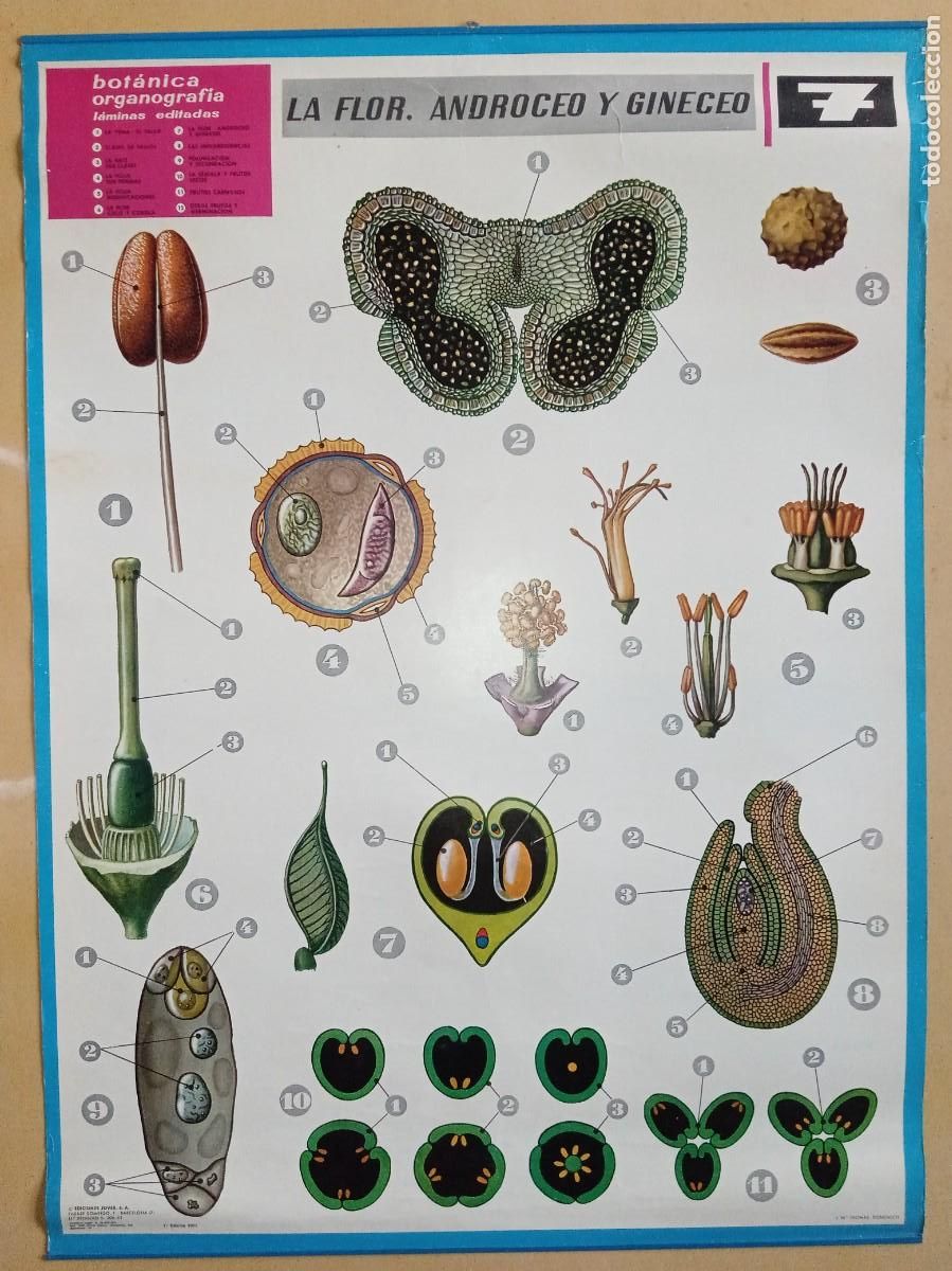 Carteles: Cartel Bot&aacute;nica: LA FLOR - Foto 1