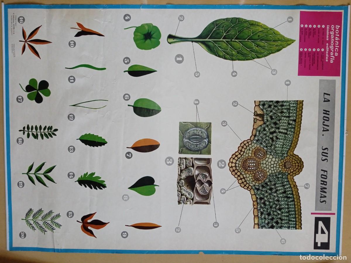Carteles: Cartel Bot&aacute;nica: LA HOJA. - Foto 1