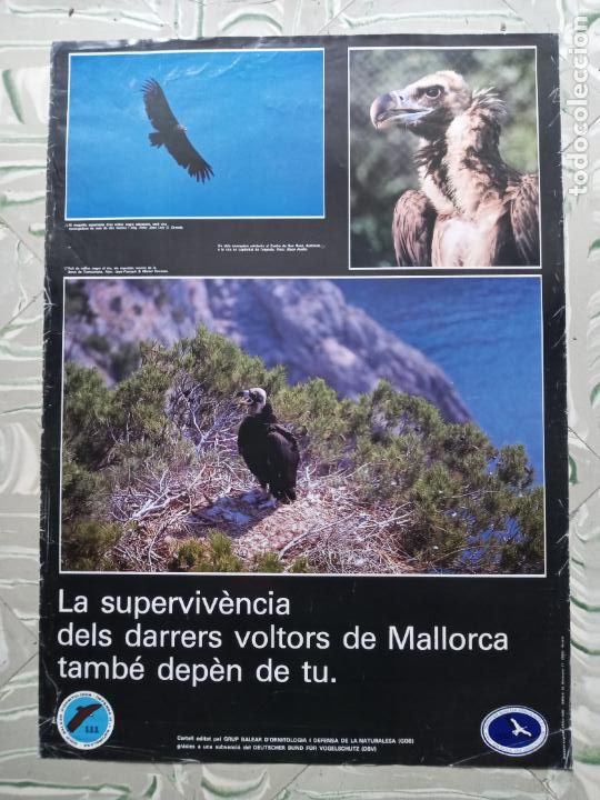 Carteles: Cartell Voltor Negre - G.O.B - Foto 1