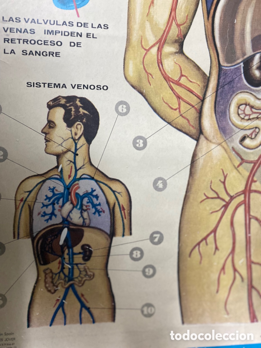 Carteles: Cartel del Aparato Circulatorio antiguo - Foto 7