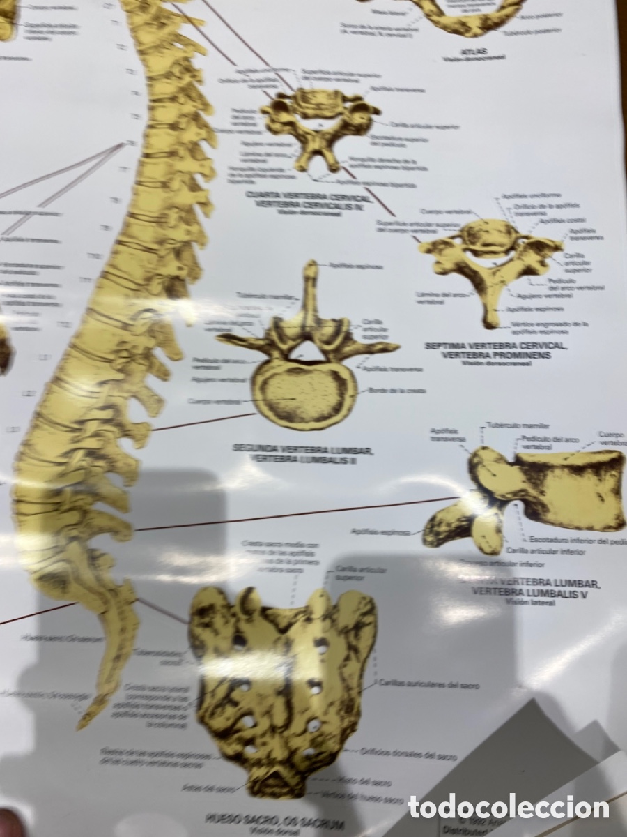 Carteles: Cartel Medco de la columna vertebral - Foto 2
