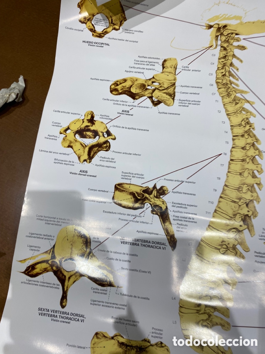 Carteles: Cartel Medco de la columna vertebral - Foto 3