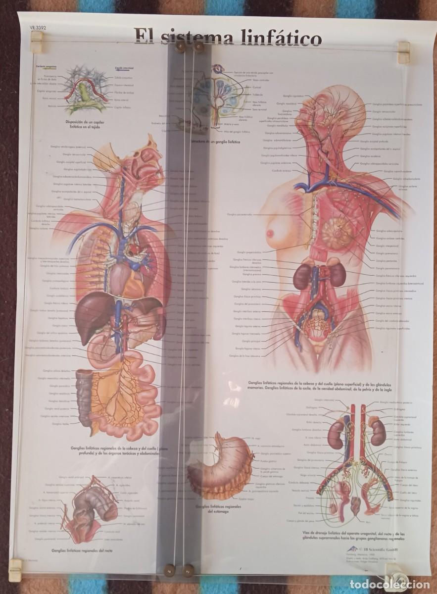 Carteles: EL SISTEMA LINF&Aacute;TICO * LAMINA ANATOMIA - Foto 1