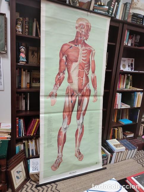 Carteles: M&uacute;sculos . Cartel escolar alem&aacute;n - Foto 1