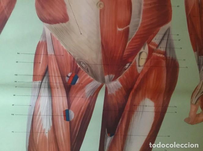 Carteles: M&uacute;sculos . Cartel escolar alem&aacute;n - Foto 4