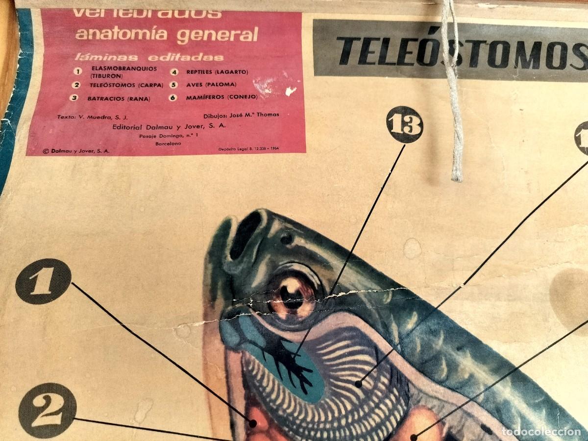 Carteles: P&oacute;ster educativo carpa. A&ntilde;os 1960 - Foto 2