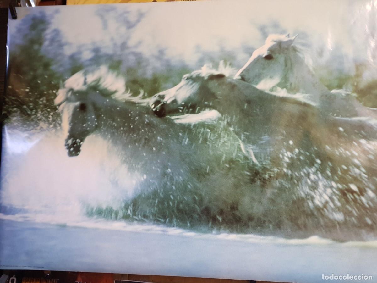 Carteles: POSTER CABALLOS SALVAJES 91CMX61CM - Foto 1