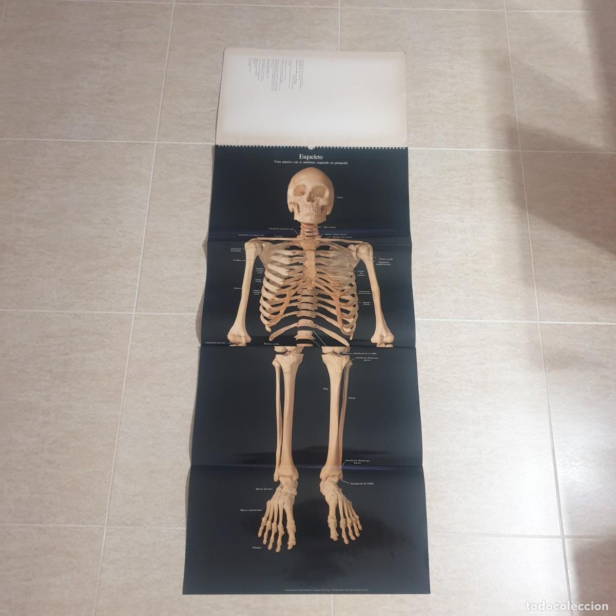 Carteles: DESPLEGABLE DE ANATOMIA - Foto 3