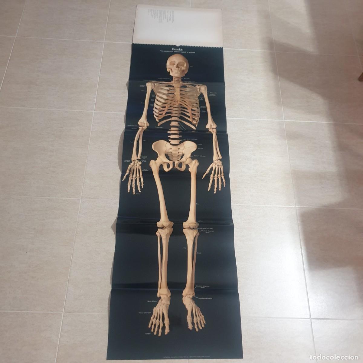 Carteles: DESPLEGABLE DE ANATOMIA - Foto 4