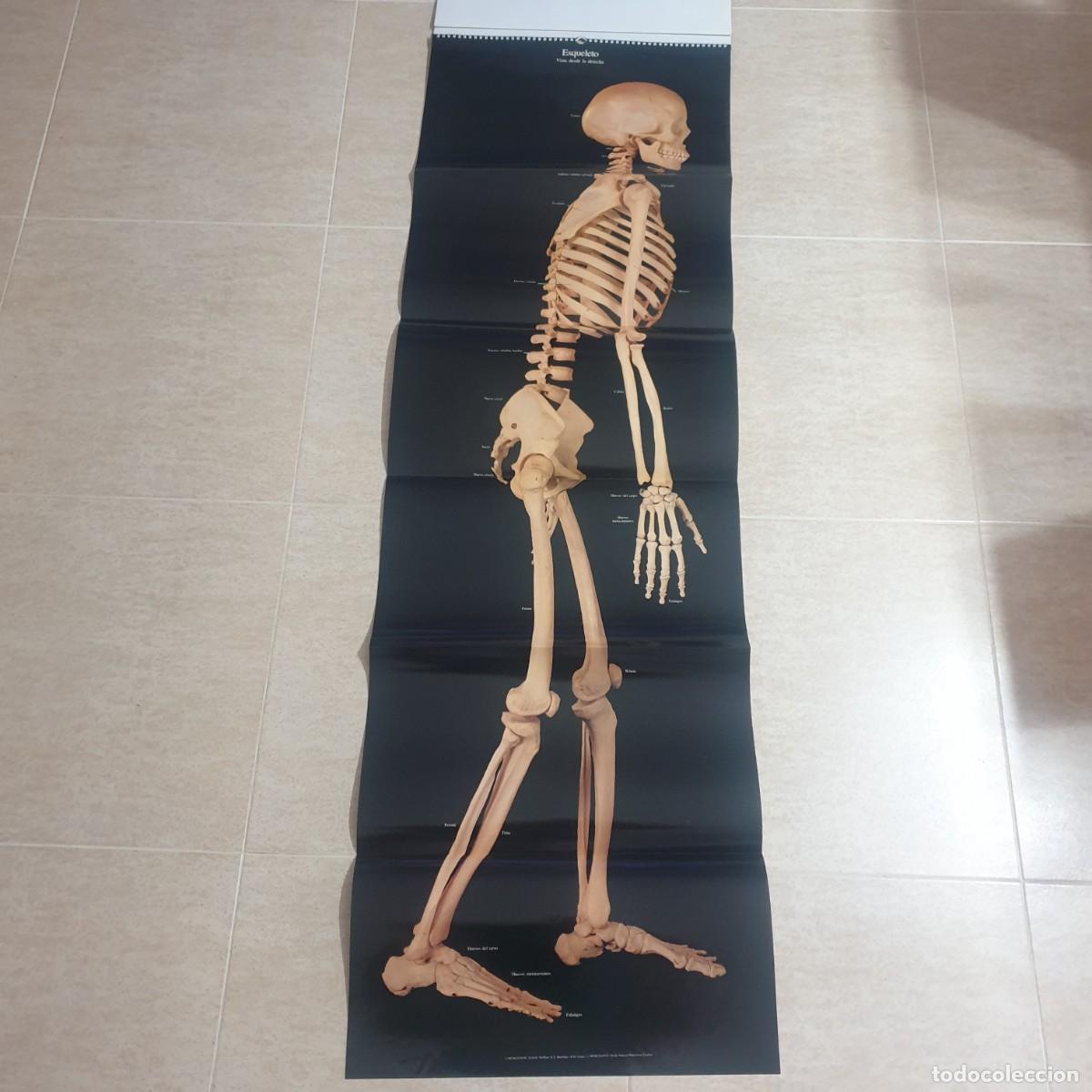 Carteles: DESPLEGABLE DE ANATOMIA - Foto 5