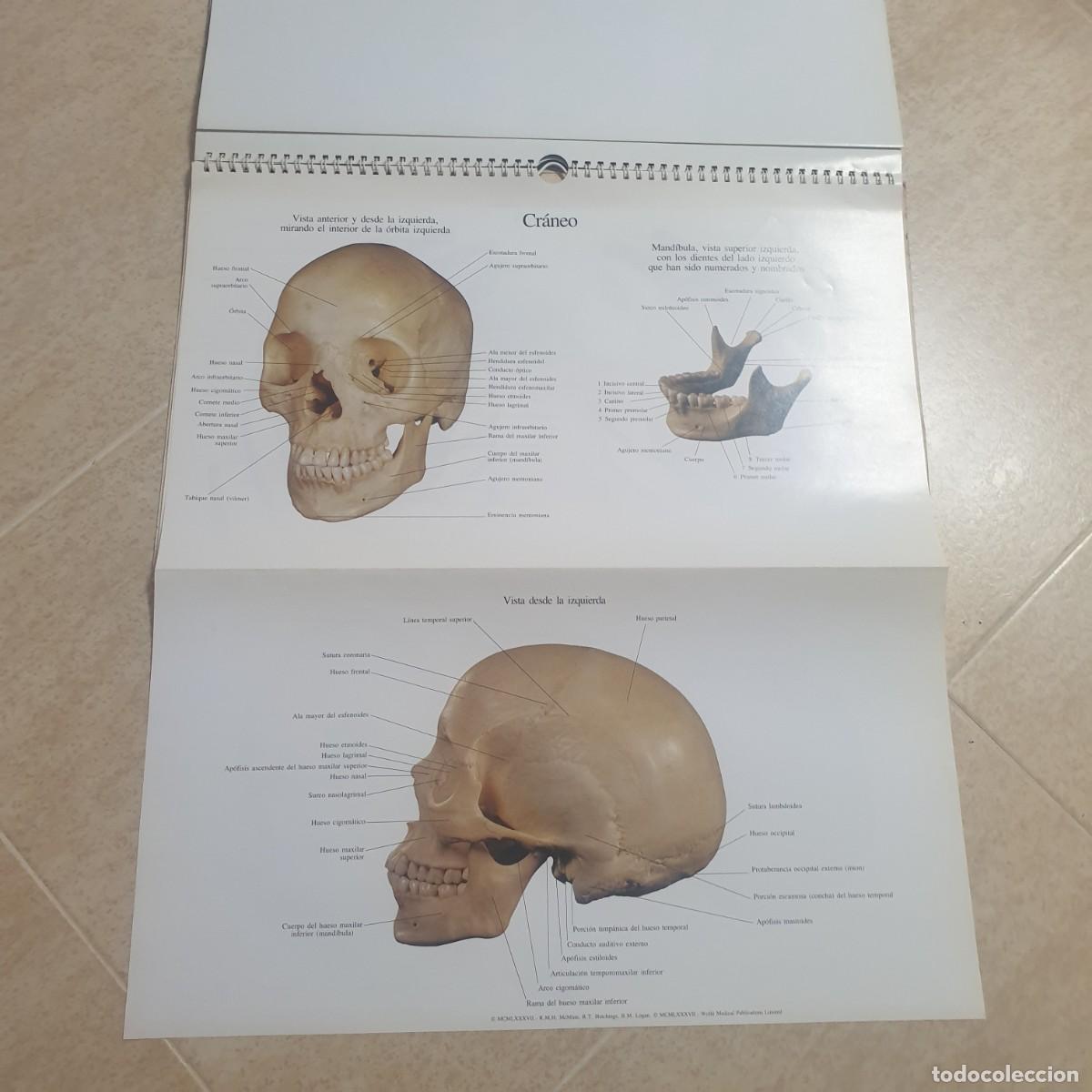 Carteles: DESPLEGABLE DE ANATOMIA - Foto 6