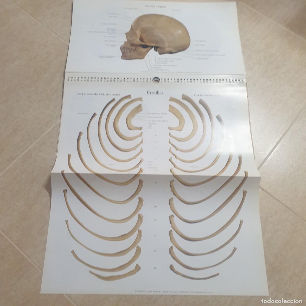 Carteles: DESPLEGABLE DE ANATOMIA - Foto 7