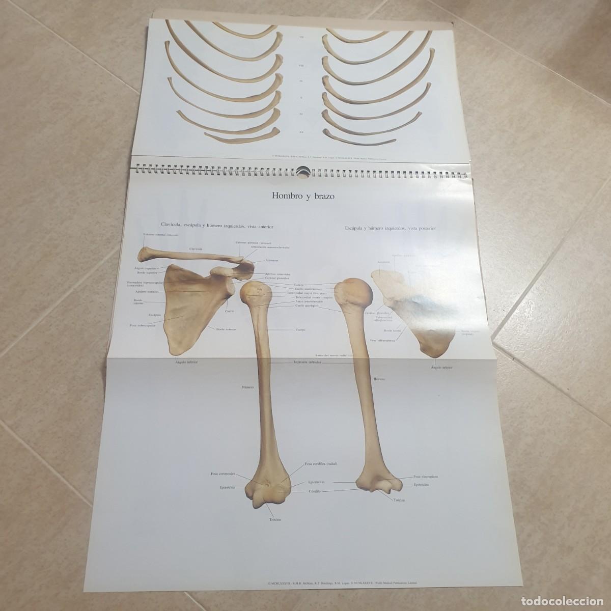 Carteles: DESPLEGABLE DE ANATOMIA - Foto 8
