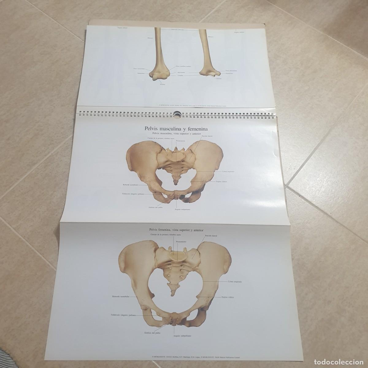 Carteles: DESPLEGABLE DE ANATOMIA - Foto 9