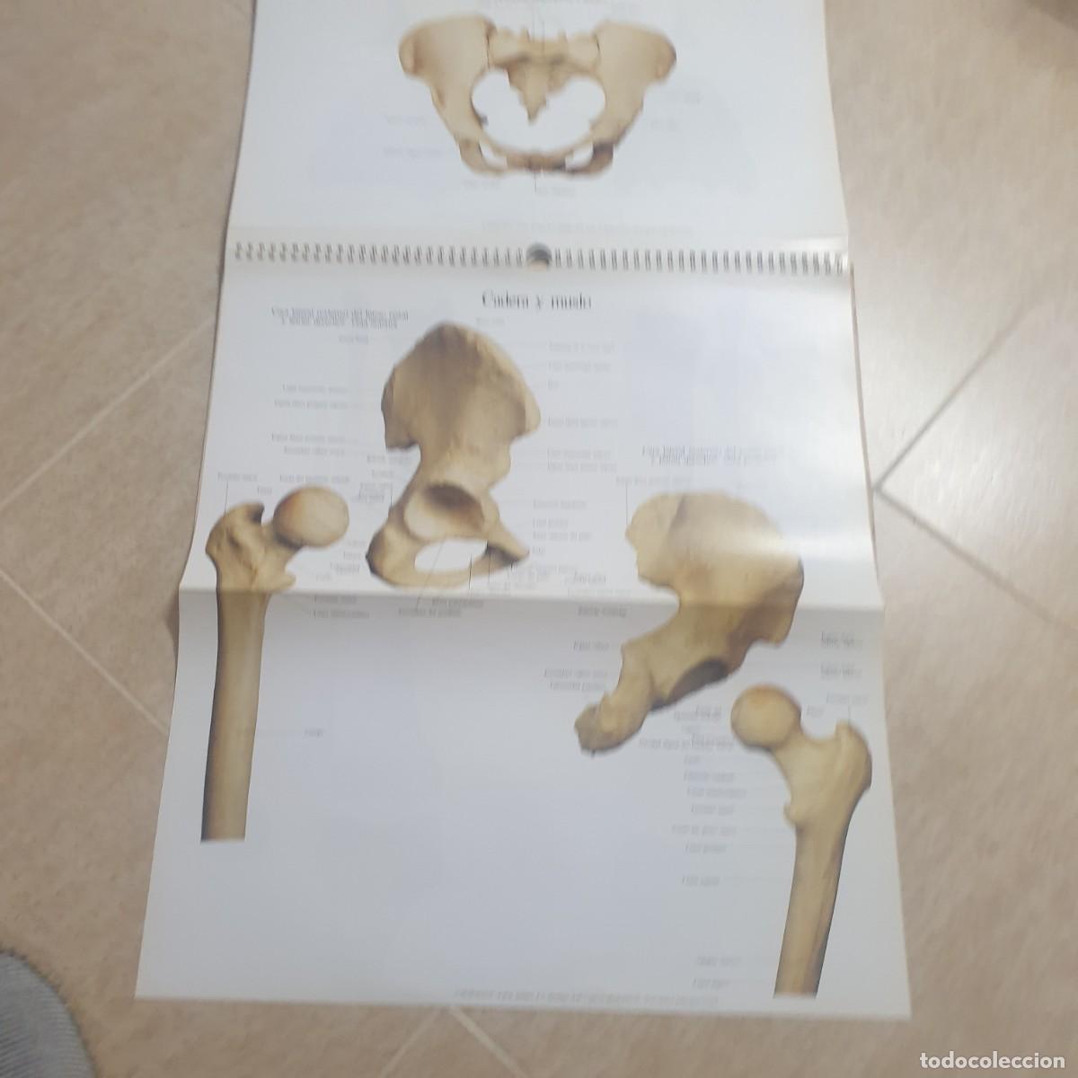 Carteles: DESPLEGABLE DE ANATOMIA - Foto 10