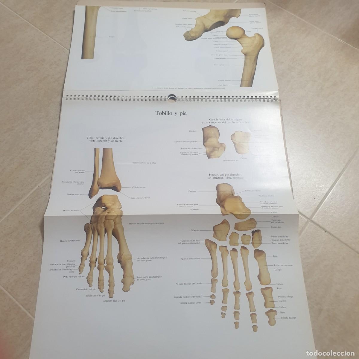 Carteles: DESPLEGABLE DE ANATOMIA - Foto 11