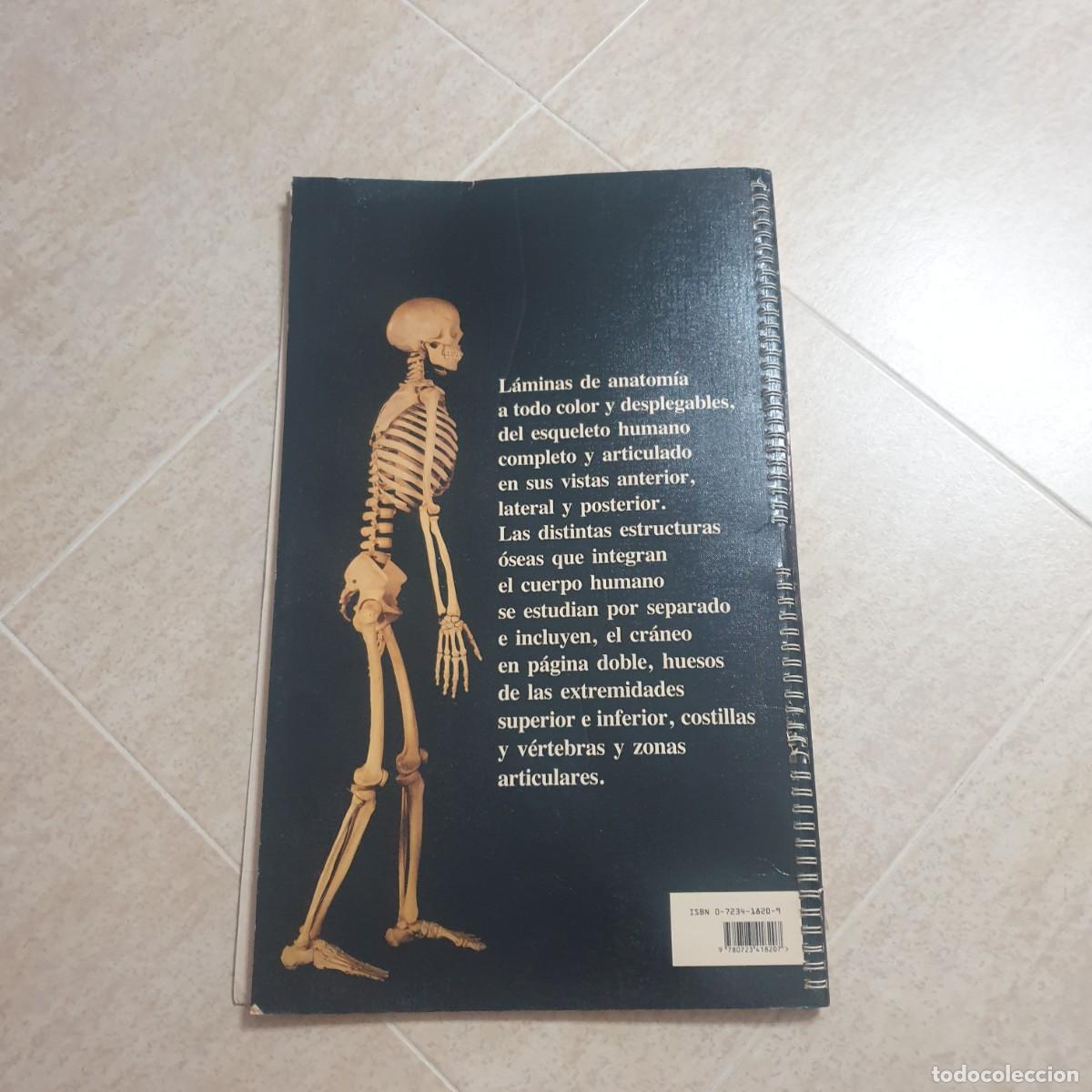 Carteles: DESPLEGABLE DE ANATOMIA - Foto 12