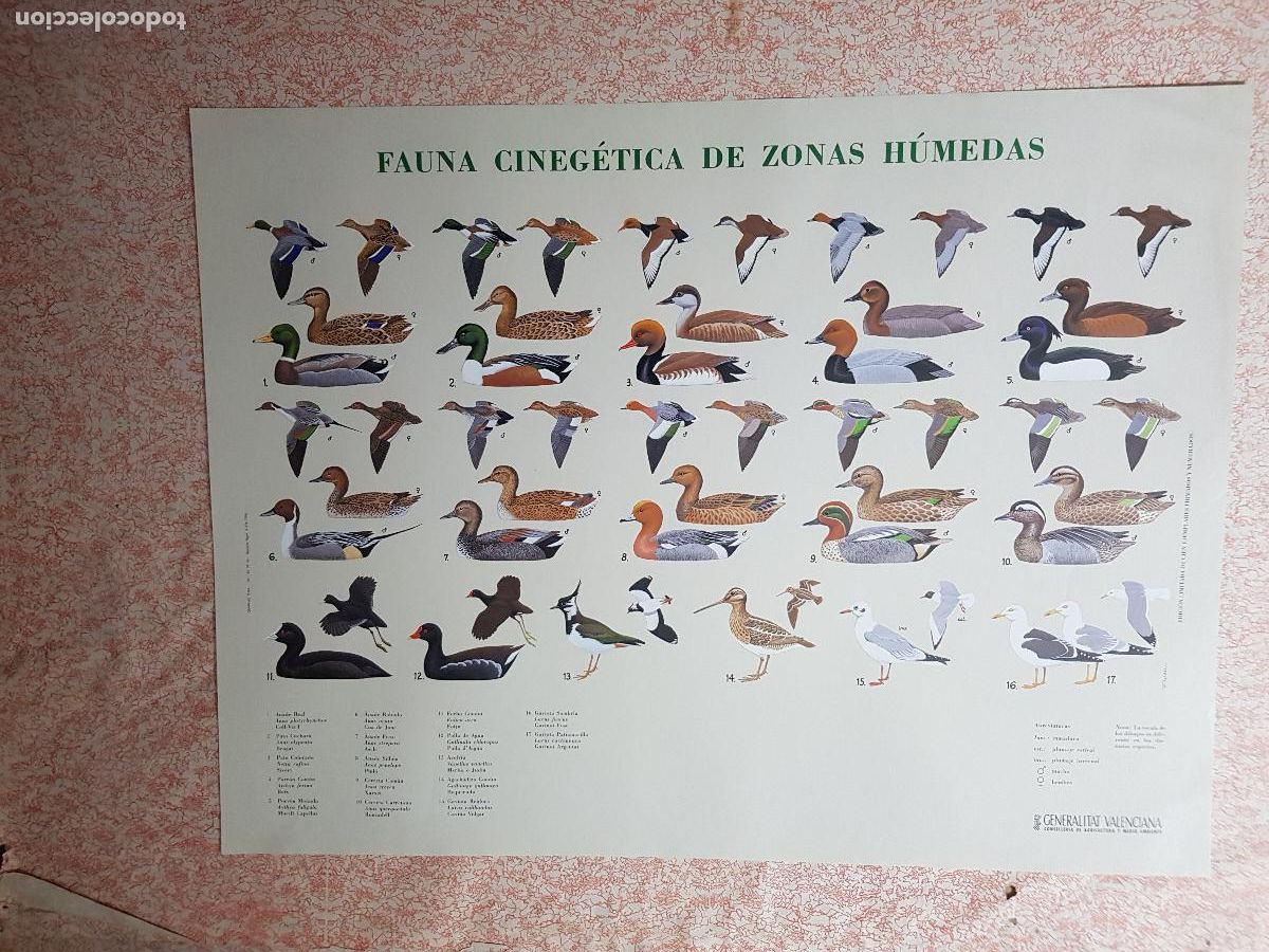 Carteles: FAUNA CINEGETICA DE ZONAS HUMEDAS - Foto 1