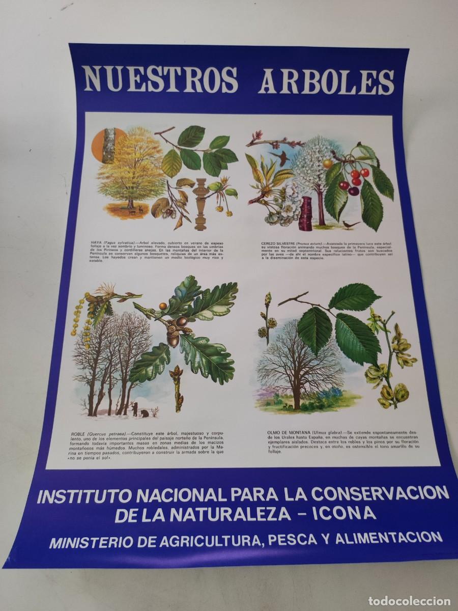 Carteles: Cartel Nuestros &aacute;rboles ICONA - Foto 1