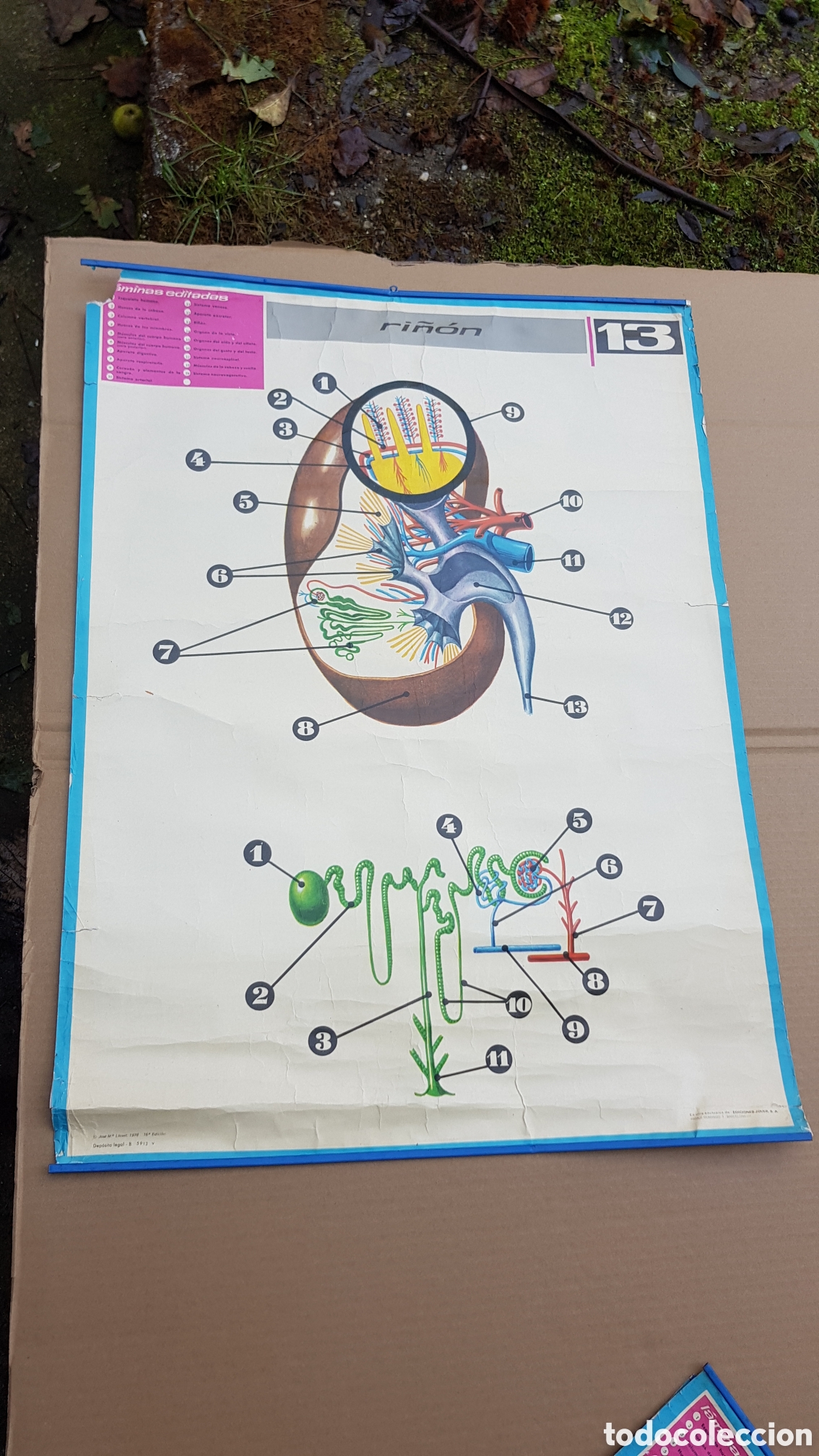 Carteles: Laminas educativas El ri&ntilde;on - Foto 1