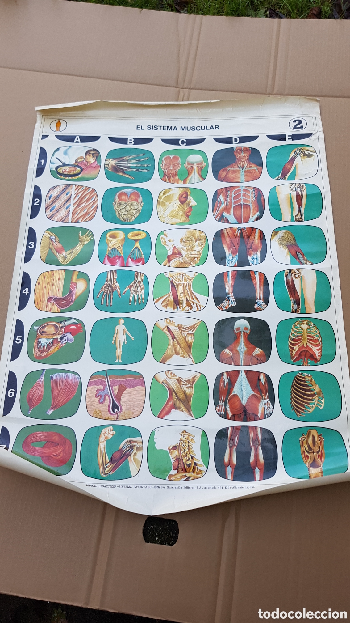 Carteles: El sistema muscular Mural did&aacute;ctico - Foto 1