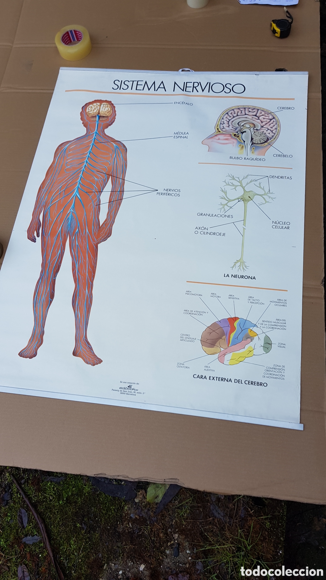 Carteles: Mural educativo Organos de los Sentidos - Foto 5