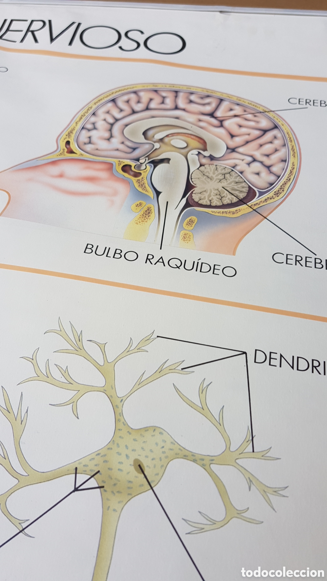 Carteles: Mural educativo Organos de los Sentidos - Foto 7