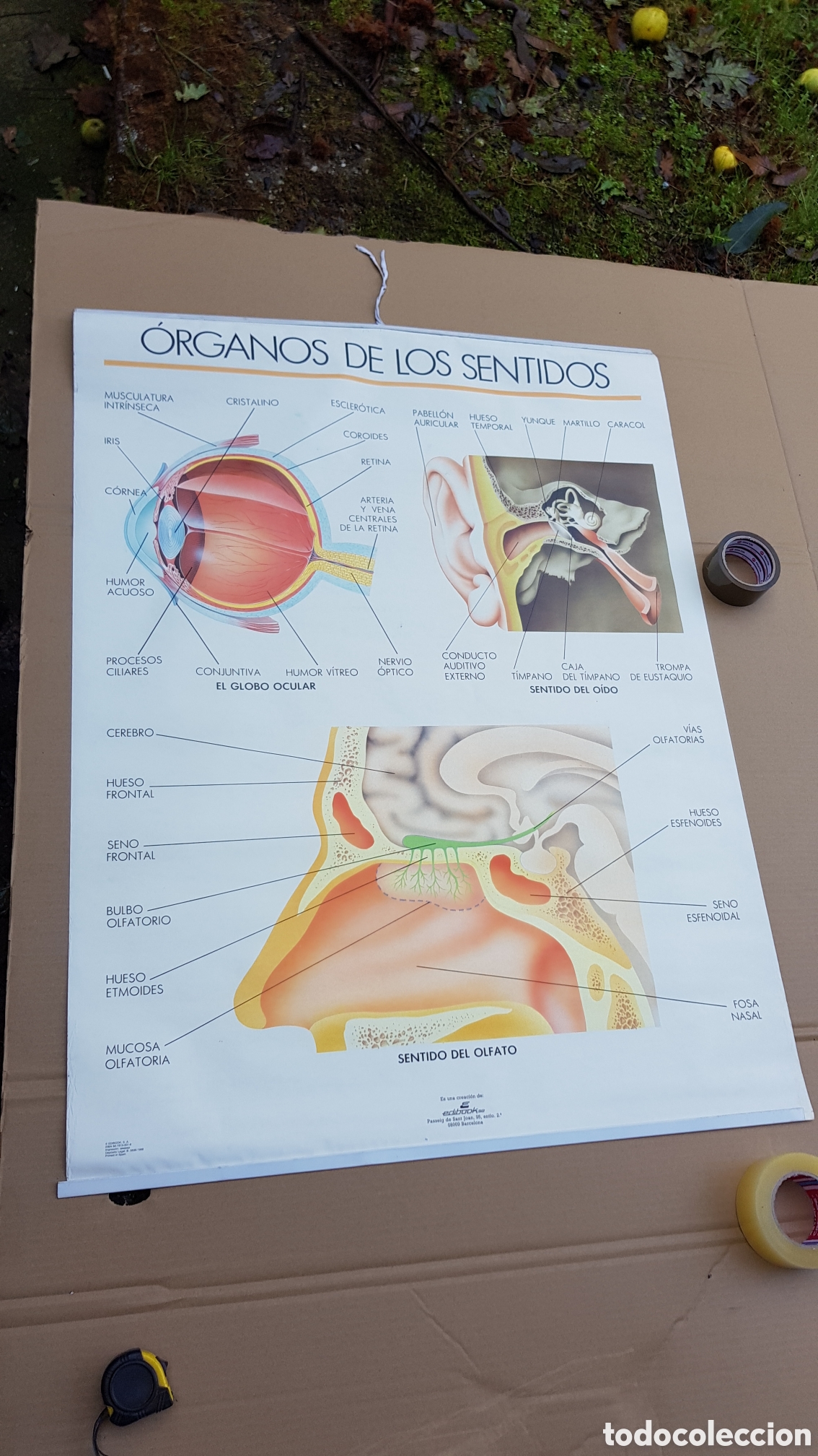 Carteles: Mural educativo Organos de los Sentidos - Foto 1