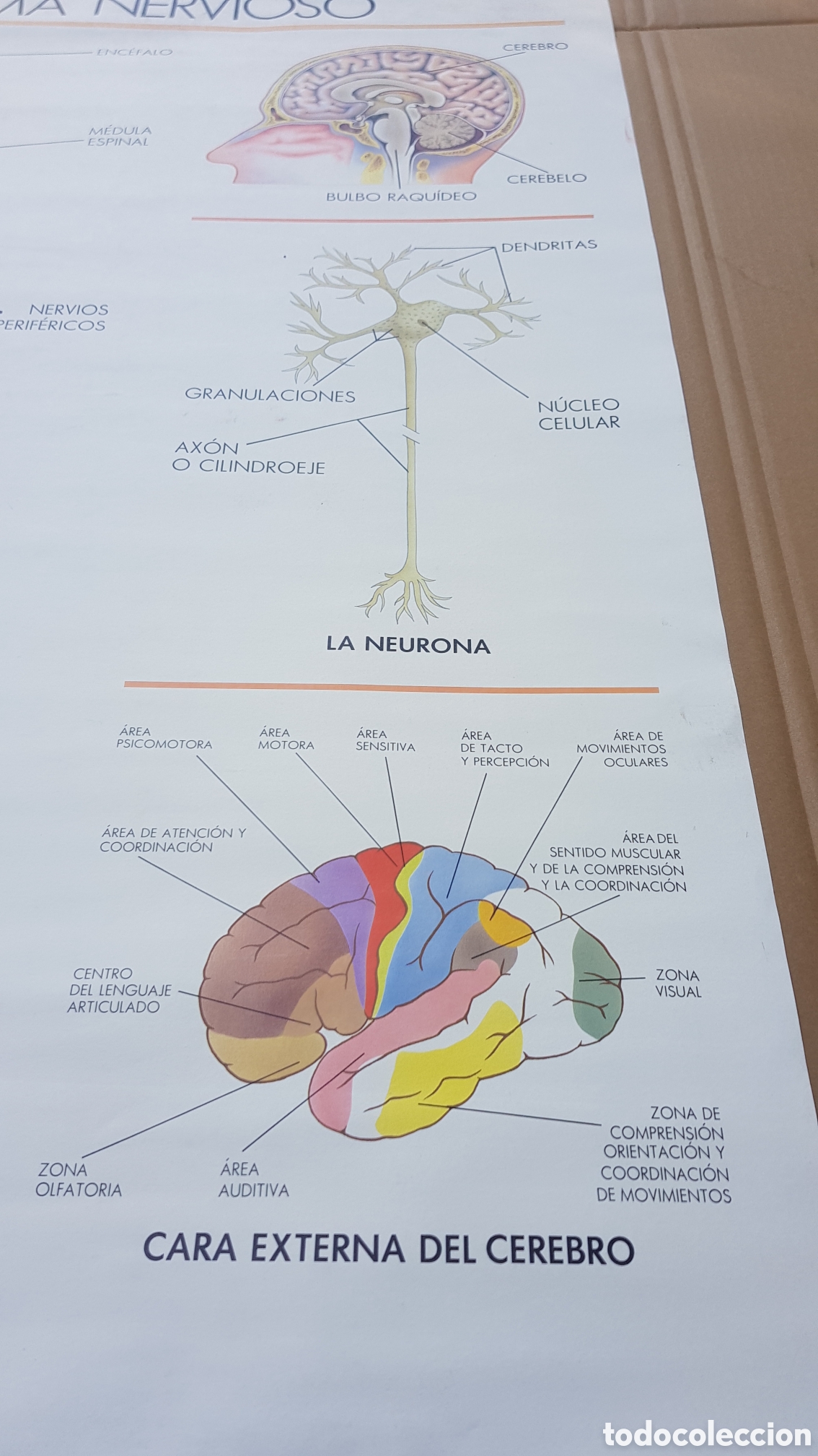 Carteles: Antigua lamina educativa de colegio - Foto 6