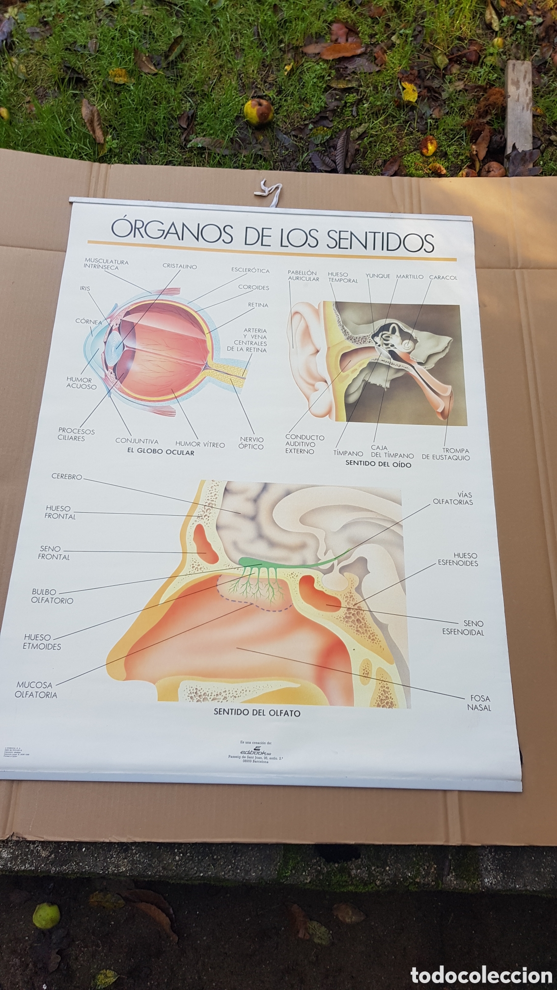 Carteles: Antigua lamina educativa de colegio - Foto 1