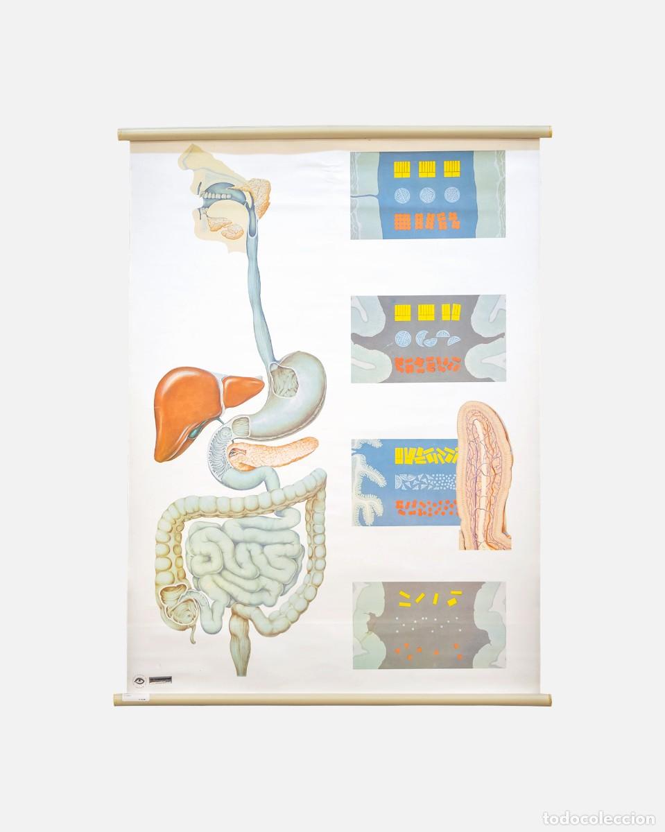 Carteles: P&Oacute;STER ANATOM&Iacute;A DEUTSCHES HYGIENE MUSEUM - Foto 1