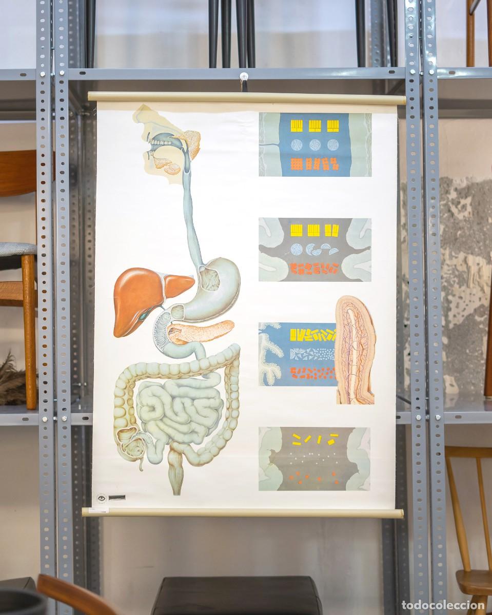 Carteles: P&Oacute;STER ANATOM&Iacute;A DEUTSCHES HYGIENE MUSEUM - Foto 2