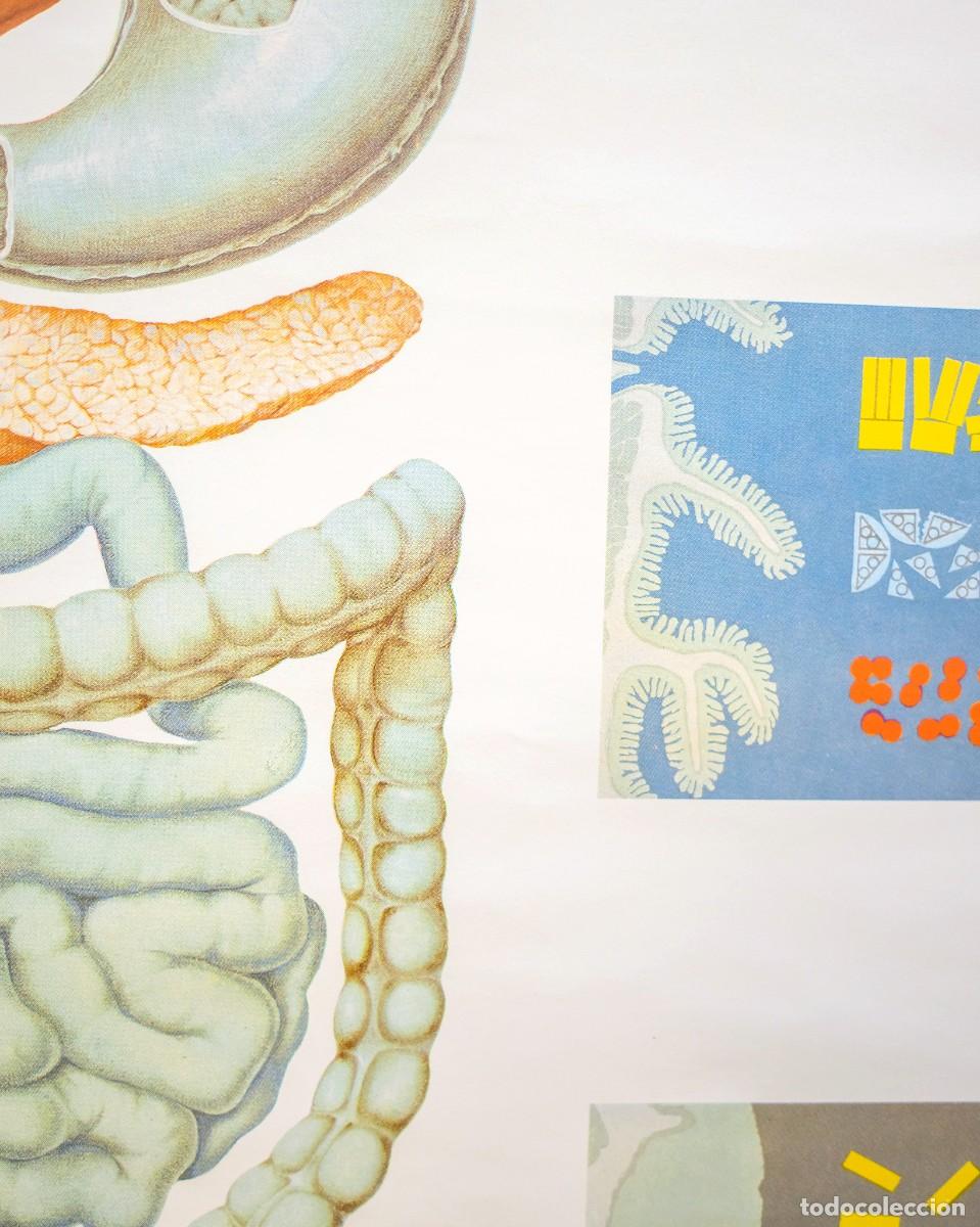 Carteles: P&Oacute;STER ANATOM&Iacute;A DEUTSCHES HYGIENE MUSEUM - Foto 3