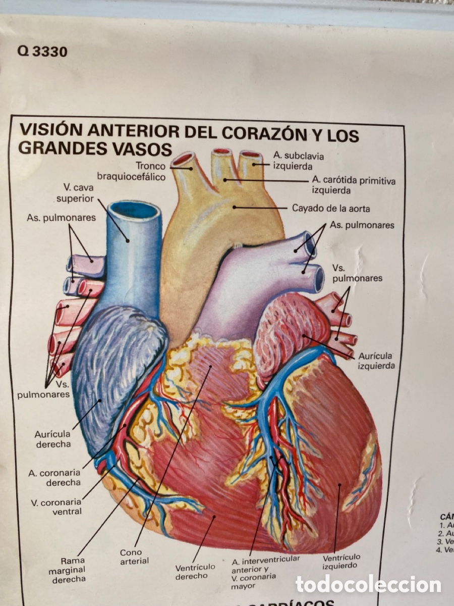 Carteles: P&oacute;ster m&eacute;dico del coraz&oacute;n - Foto 2