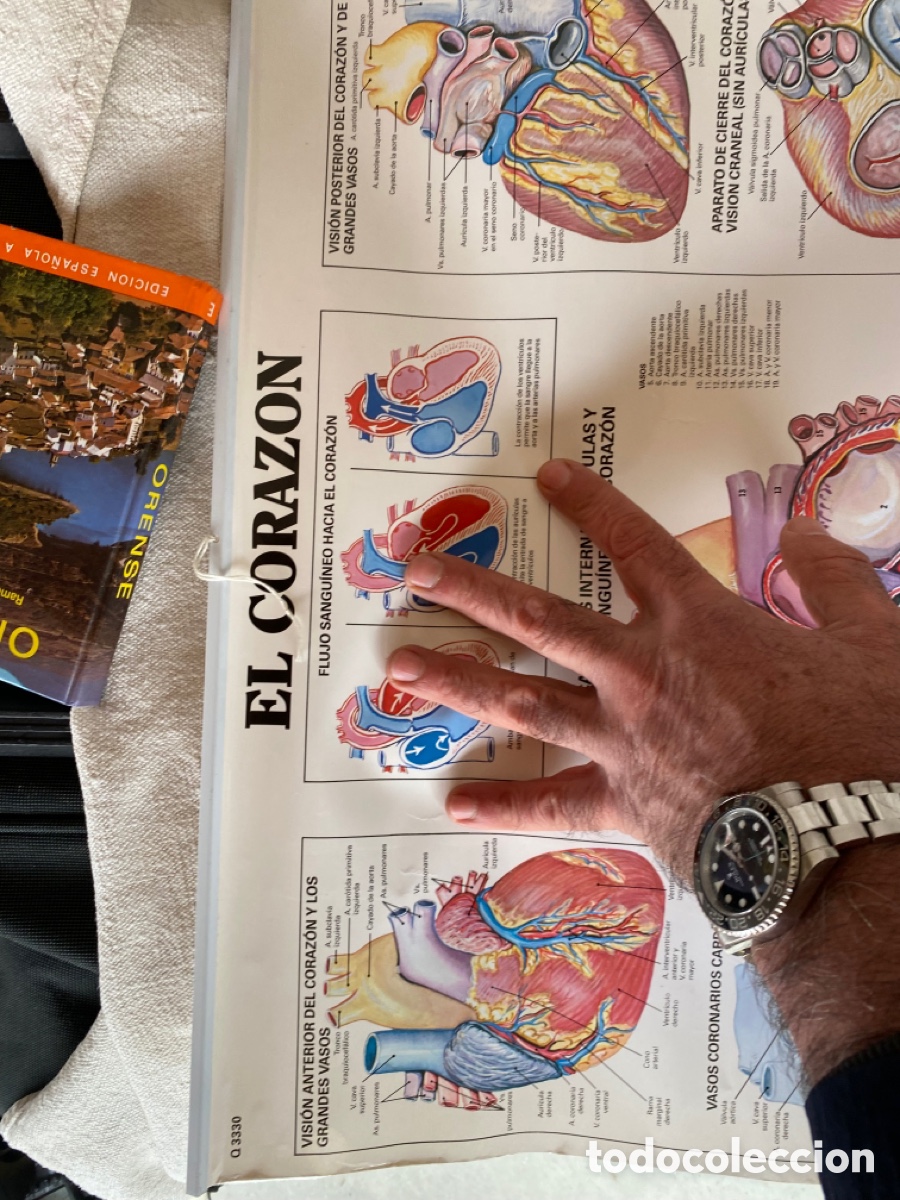 Carteles: P&oacute;ster m&eacute;dico del coraz&oacute;n - Foto 3
