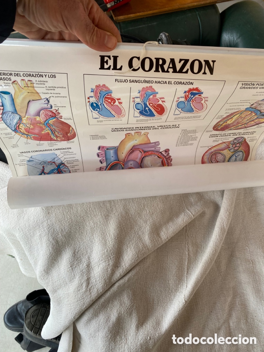 Carteles: P&oacute;ster m&eacute;dico del coraz&oacute;n - Foto 4
