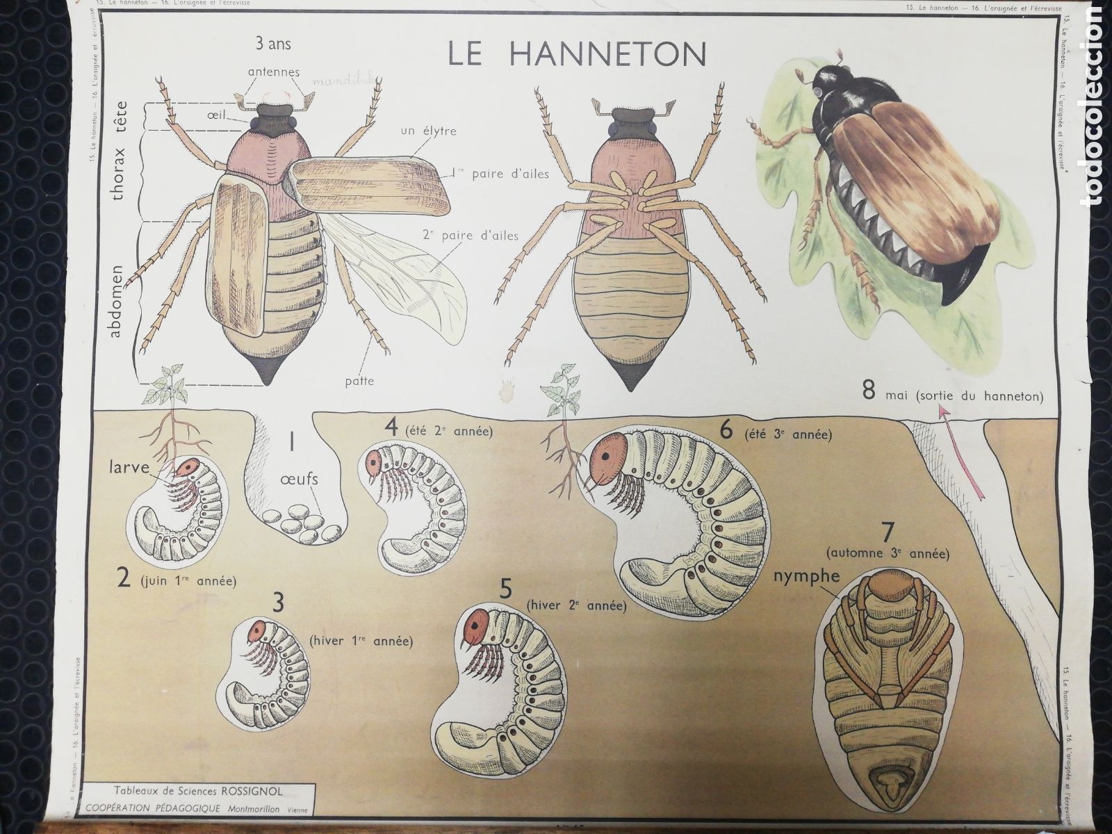 Carteles: Cartel Ara&ntilde;as. En Franc&eacute;s. - Foto 2