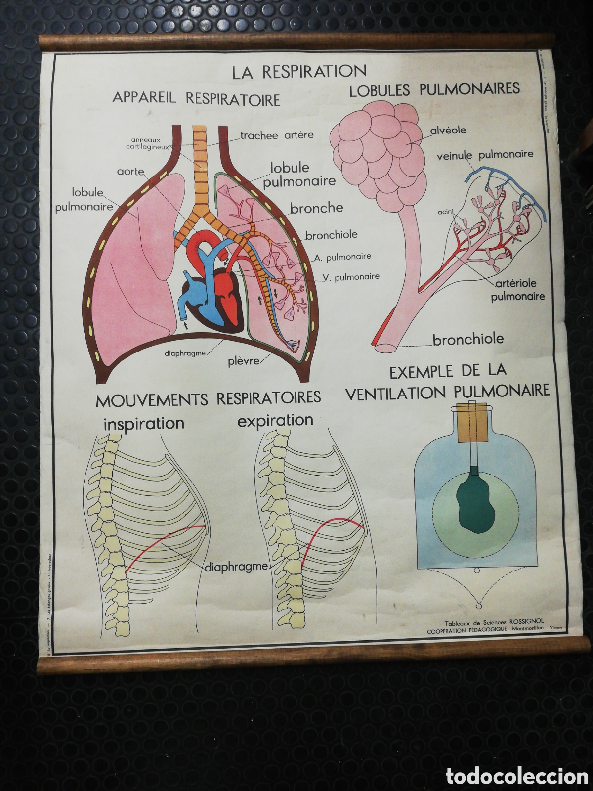 Carteles: Cartel Pulmones. En Franc&eacute;s. - Foto 2