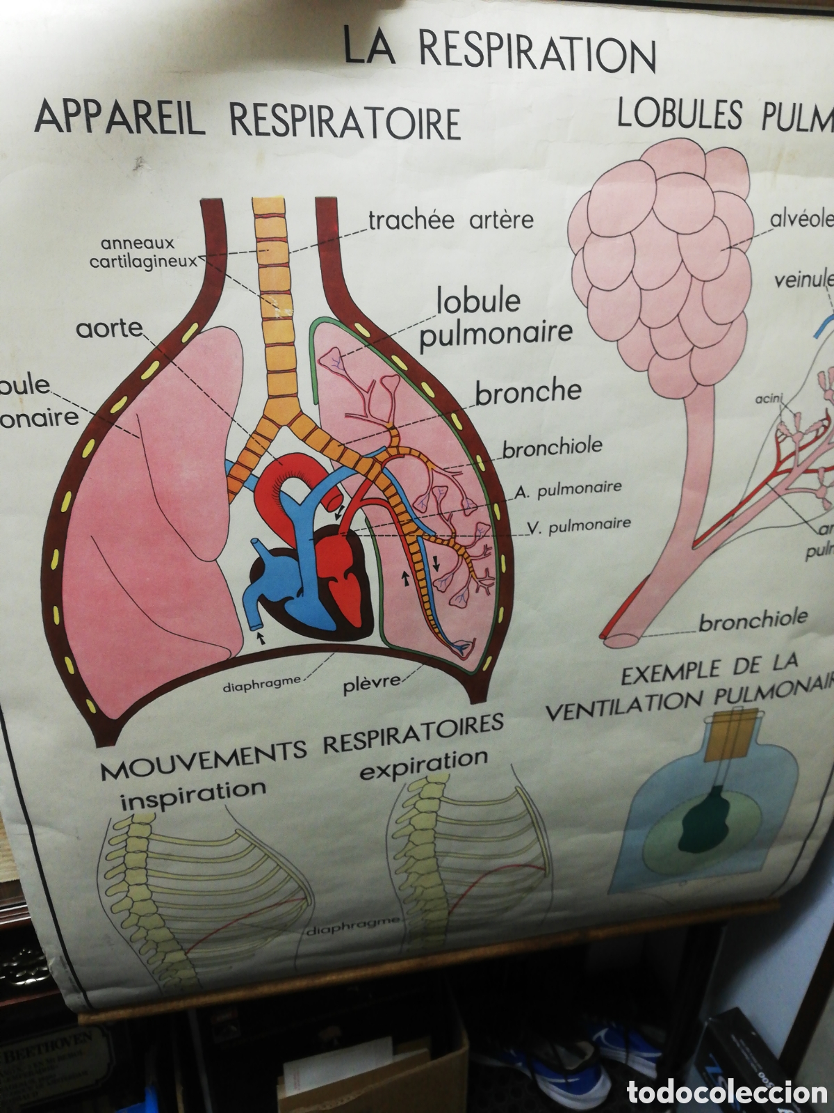 Carteles: Cartel Pulmones. En Franc&eacute;s. - Foto 4