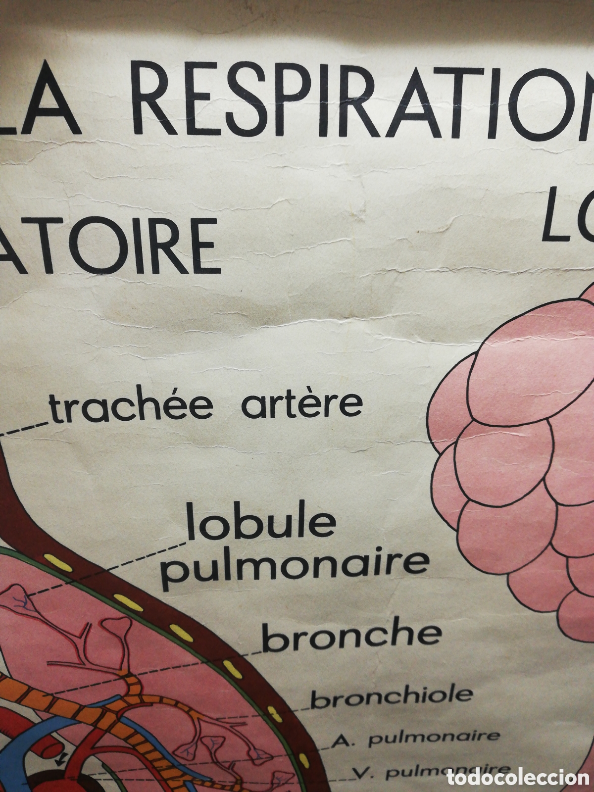 Carteles: Cartel Pulmones. En Franc&eacute;s. - Foto 5