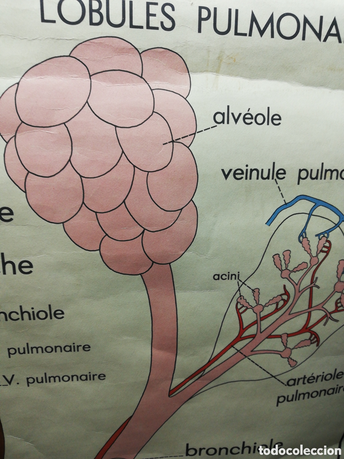 Carteles: Cartel Pulmones. En Franc&eacute;s. - Foto 6