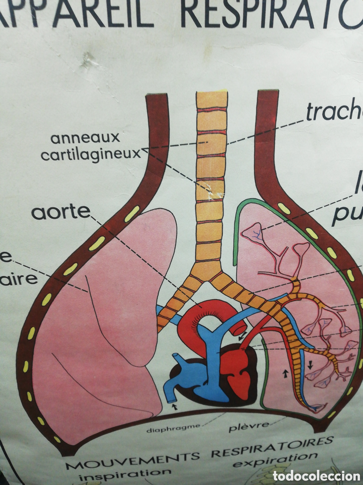 Carteles: Cartel Pulmones. En Franc&eacute;s. - Foto 9
