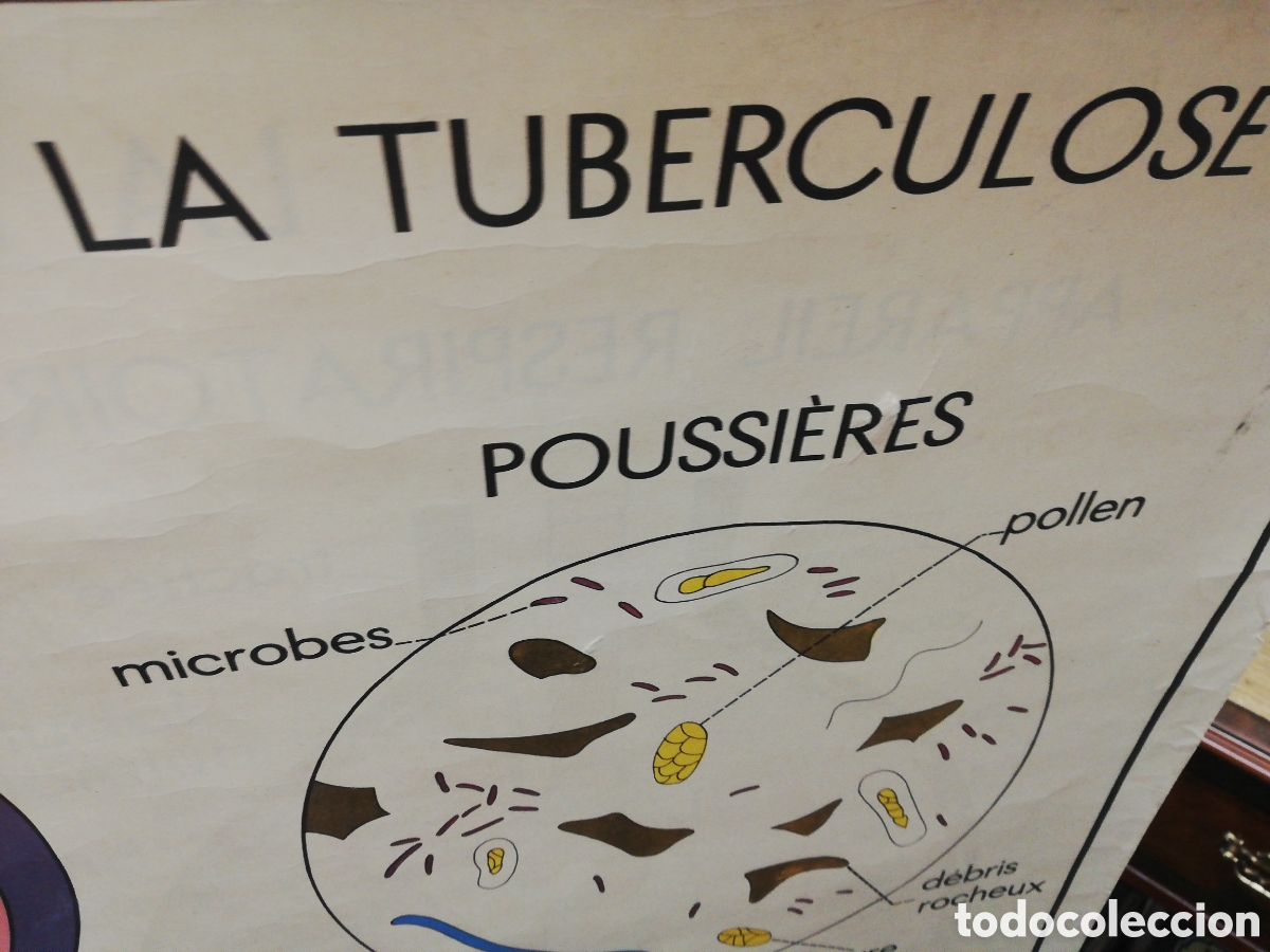 Carteles: Cartel Pulmones. En Franc&eacute;s. - Foto 11